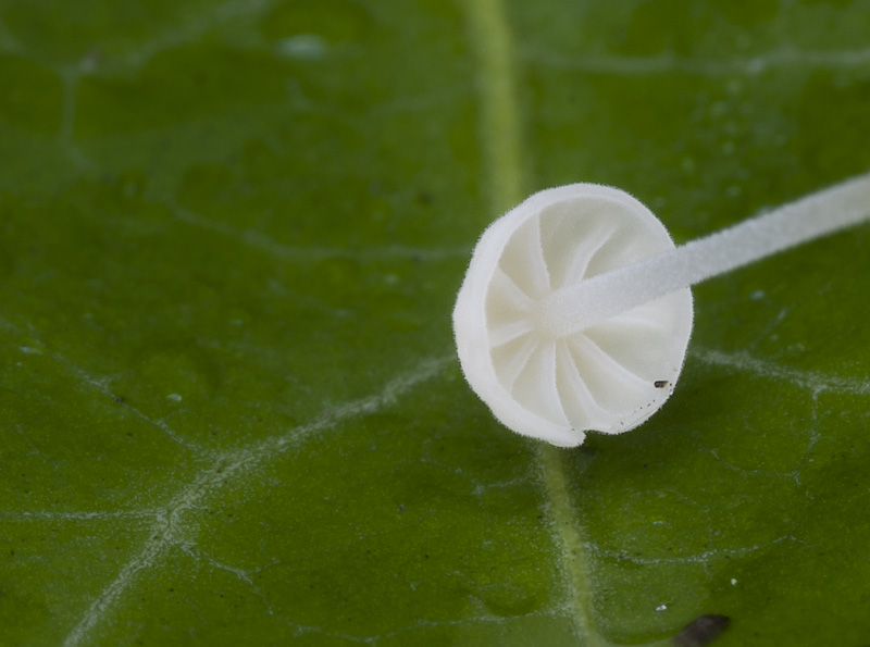 Marasmius epiphylloides